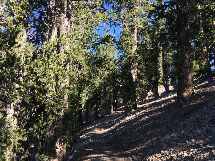 2015-07-13 08 37 38 View west along the North Loop Trail as it passes through dense Great 