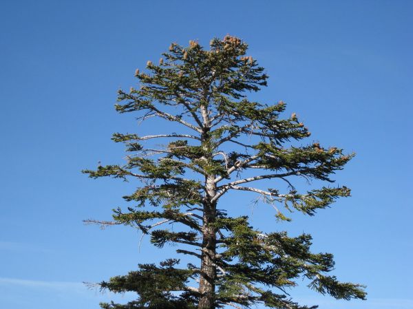 Red Fir - Tahoe Rim Trail
