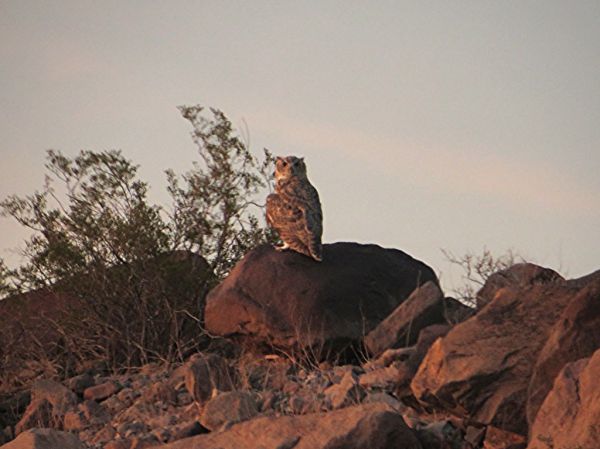 Great Horned Owl, Sloan Canyon National Conservation Area, Near Henderson, Nevada