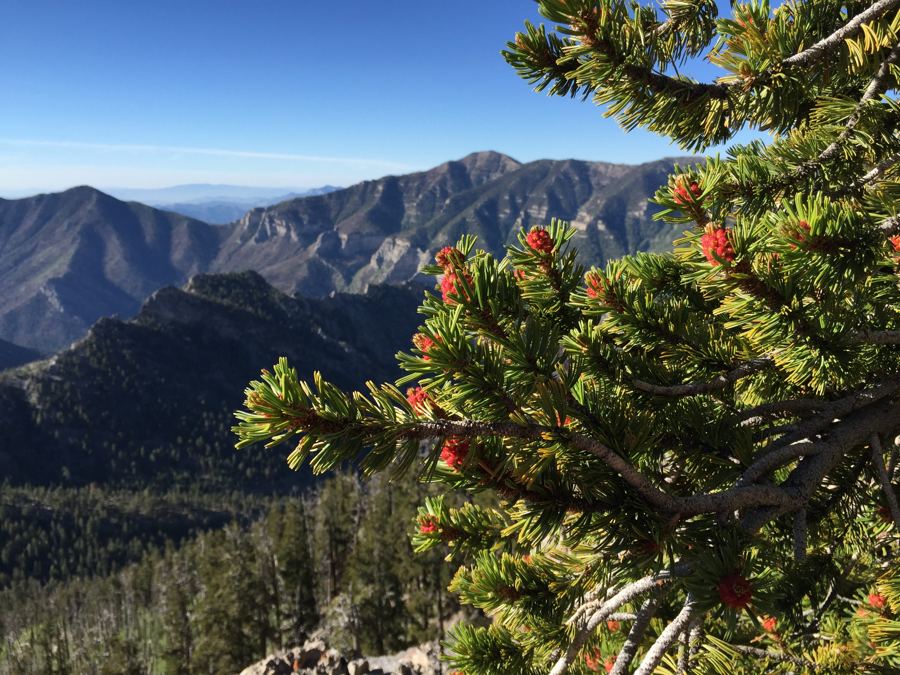 2015-07-13 07 46 24 Great Basin Bristlecone Pine leaves and pollen cones along the North L