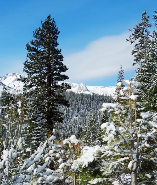 Spring Snow on Mammoth Rock, Mammoth Lakes, CA 5-16-17