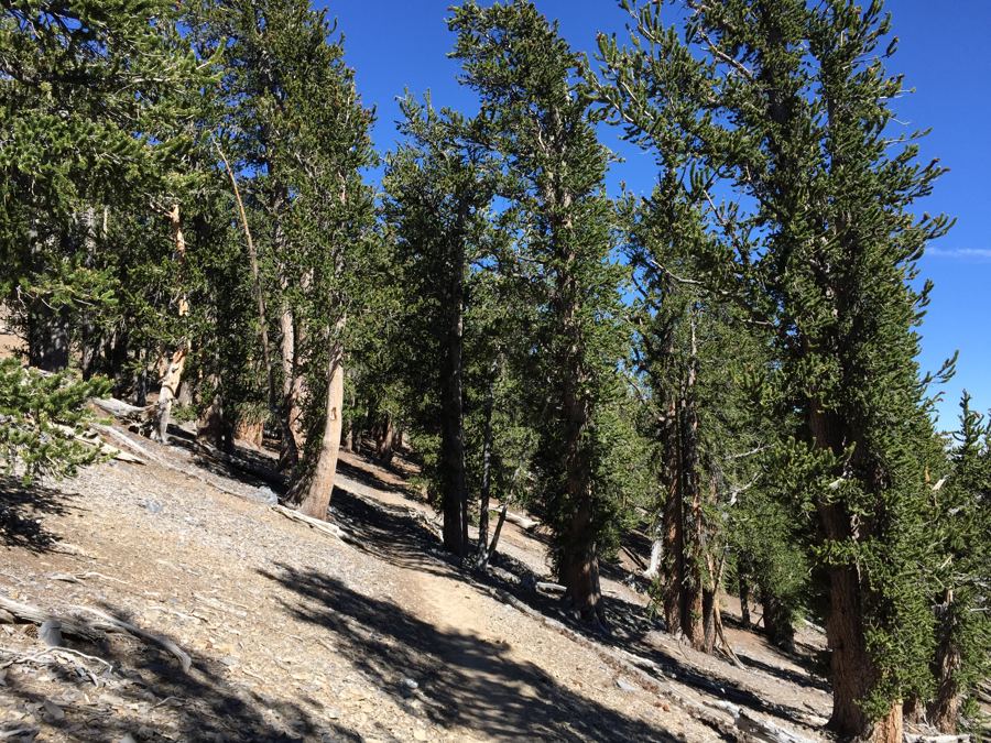 File:2015-07-13 15 47 43 View east along the North Loop Trail through a grove of Great Bas