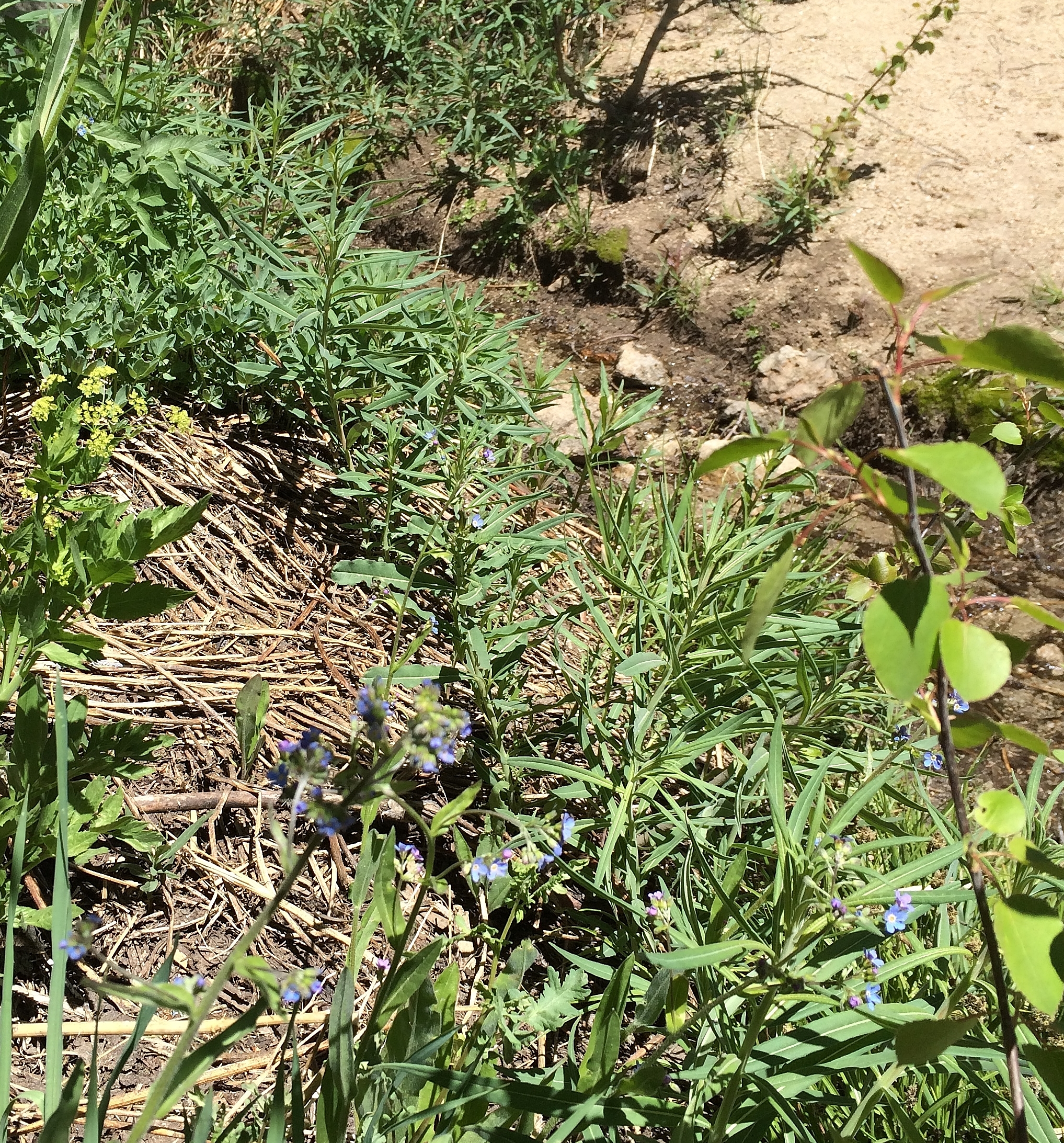 Rivulet beginnings of Incline Creek just above Tahoe Rim Trail with Jessica's stickseed (b