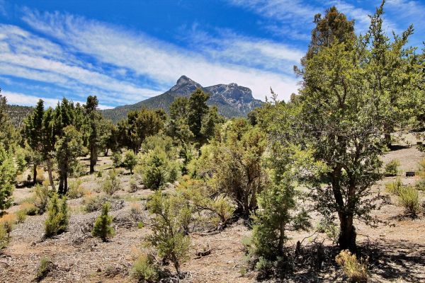 Sawmill Trail