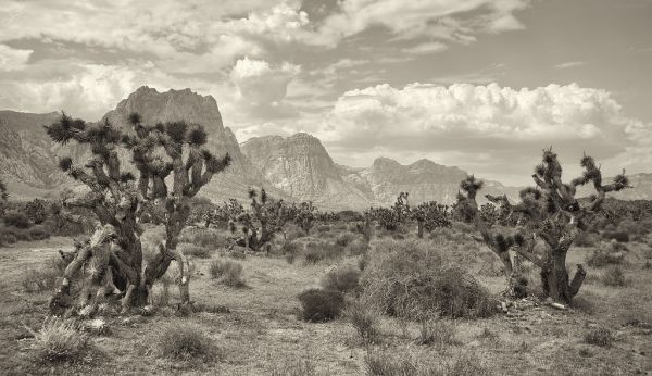 Joshua Trees, Red Rock Canyon, Nevada